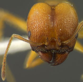 Media type: image;   Entomology 34188 Aspect: head frontal view